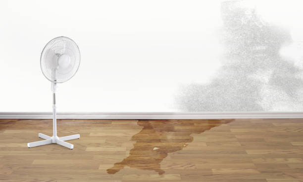 Best Flood damage cleanup  in Springdale, AR